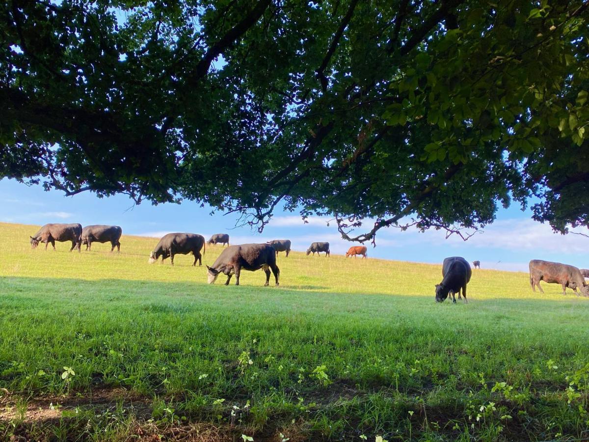 Haus Maria Isenburg - Naturpark Rhein-Westerwald Exteriör bild